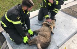 Vigili del fuoco salvano un capriolo caduto in una vasca