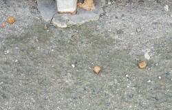 "Polpette sul marciapiede di via Meucci: erano avvelenate?"