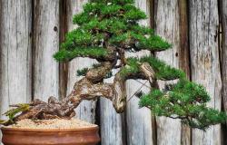 Un gruppo per condivide l'arte degli alberi in miniatura