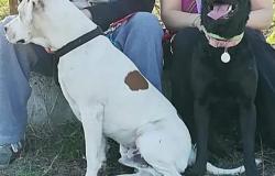 Stella e Trevor, si cercano due cani scappati da alcuni giorni