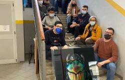 Insecta, 40 gigantografie al Calamandrei
