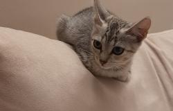Giornata mondiale del gatto: le foto dei lettori de La Sesia (2)