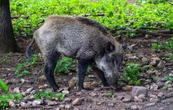 Problema cinghiali: accordo tra agricoltori, ambientalisti e animalisti 