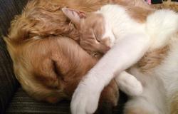 Piemonte: finanziamenti per progetti a sostegno dei santuari per gli animali
