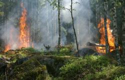 Incendi boschivi: stato di massima pericolosità 