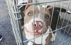 Tagliano le orecchie a loro cani "per motivi estetici", condannati