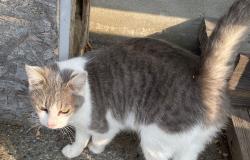 Vercelli: appello per una gattina smarrita