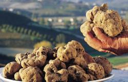 Piemonte: piante tartufigene, aumentato l'indennizzo ai proprietari