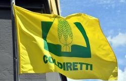"L'agricoltura non deve pagare per tutti": la protesta a Torino