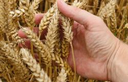 Grano: "Prospettive di buona qualità e incremento delle superfici"