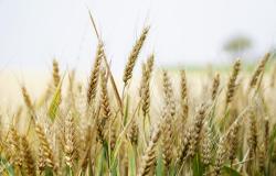 "Pronti a produrre 75 milioni di quintali di mais e grano in più"