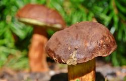 Valsesia: tutte le novità per la nuova stagione dei funghi
