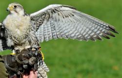 Asigliano: lo spettacolo di falconeria, antica ed affascinante arte