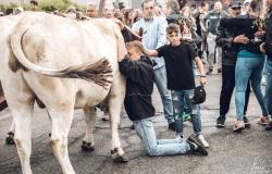 Asigliano: "La riconoscenza dei vincitori ai buoi dopo la corsa"