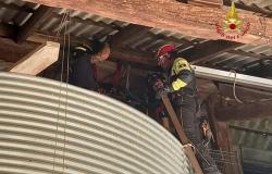 Villata: vigili del fuoco salvano due gufetti intrappolati in un silos