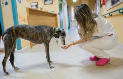 All’hospice Casa Tempia cani e gatti sono i benvenuti