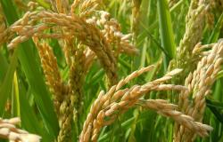 Il Tribunale Ue accoglie il ricorso della Cambodia Rice Federation
