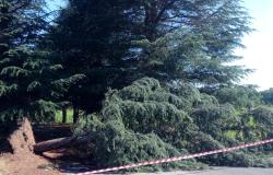Maltempo: caduti due alberi e scoperchiato un capannone