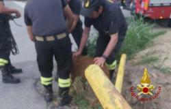 Salvato un capriolo caduto nel canale Depretis a Villareggia