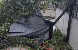 Canile, nubifragio: "Alberi abbattuti, teli rotti: non c'è più ombra"