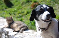 Vercellese: raccolta alimentare per gli animali meno fortunati