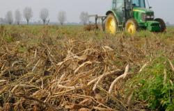 "I fagioli di Saluggia saranno introvabili sul mercato"