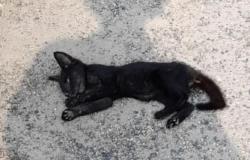 Cappuccini: sparano a un gattino e lo uccidono. Spariti altri 10 mici
