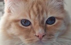 Giornata mondiale del gatto: le foto dei lettori de La Sesia (3)