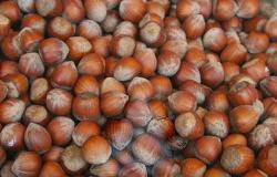  Nocciola di qualità: criticità per ottimizzare la varietà Tonda Gentile