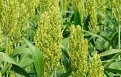 "Il sorgo è potenzialmente pericoloso per gli erbivori ruminanti"