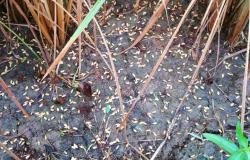 Maltempo del 7 settembre: danni nel Vercellese e nel Biellese