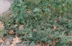 Viale Volta: "Noi anziani ci dobbiamo sedere in mezzo alle erbacce"