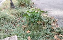Viale Volta: "Fino a quando dovremo tollerare questa situazione?"