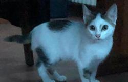 Vercelli: chi vuole adottare questo simpatico gattino?