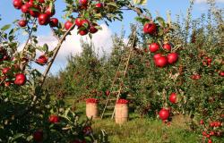 “Senza aiuti le aziende frutticole sono a rischio chiusura”