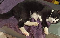 Gatto nero e bianco ferito: si cerca il proprietario