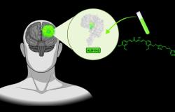Upo: individuata una molecola che "illumina" le cellule nei tumori cerebrali