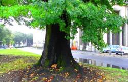 Nuovi alberi monumentali: tre sono in provincia