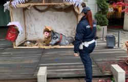 Piazza Cavour: distrutte le statue del presepe