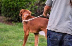Piemonte: istituito l'elenco dei "dog sitter"