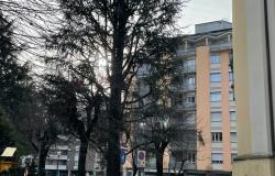 Lavori in corso nelle aree verdi: completamento delle potature