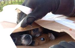 Crescentino: cagnolini abbandonati in una scatola vicino all'ecocentro