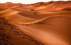 Il giardino della vita diventa deserto se ascoltiamo altre voci e non quella di Dio