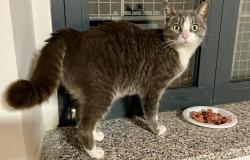 Bella e dolce, chi ha smarrito questa gatta?