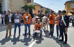 Caresana: una corsa dei buoi a due