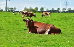 Piemonte: bando da 7 milioni di euro per il benessere animale