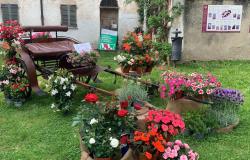 Rinvio per "Castello in Fiore"
