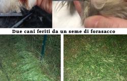 Vercelli: una raccolta firme per rimuovere i forasacchi
