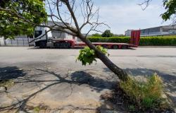 "Questo è lo stato degli alberi in via Figliolini"