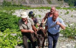 Varallo Sesia: i vigili del fuoco salvano un vitello caduto nel fiume